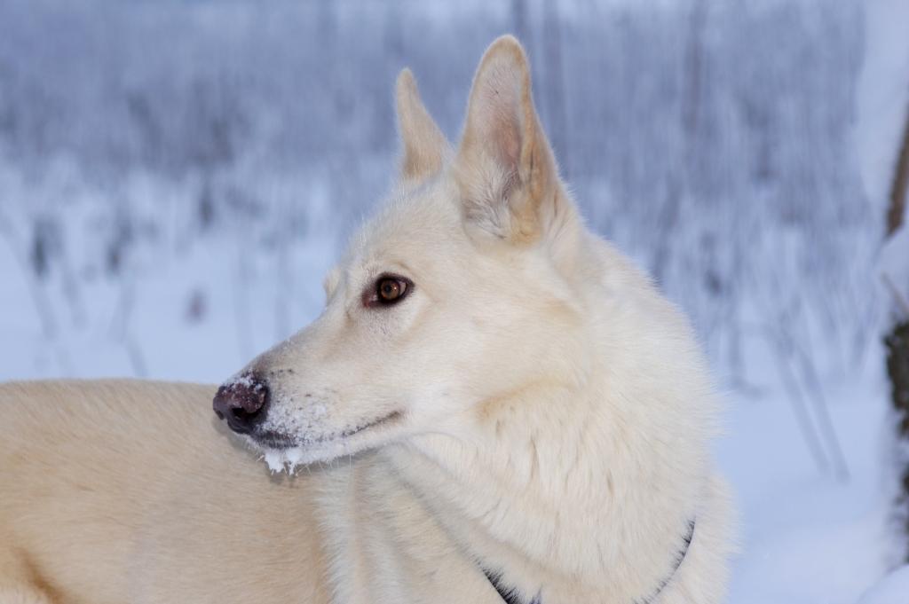 Nanouk im Winter